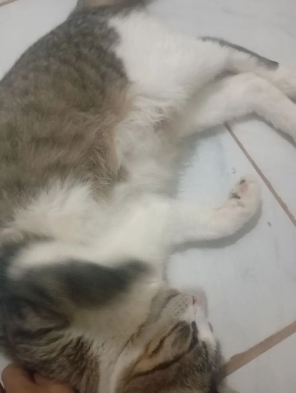 Doação de gata - Foto 2
