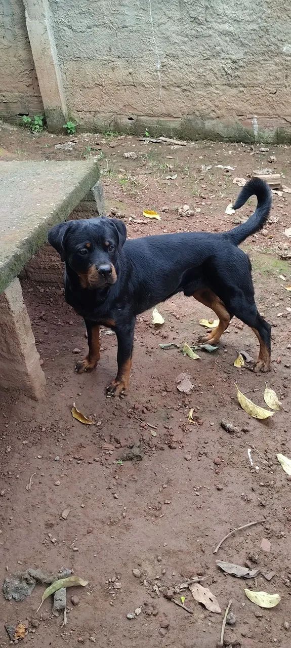Rottweiler  - Foto 2