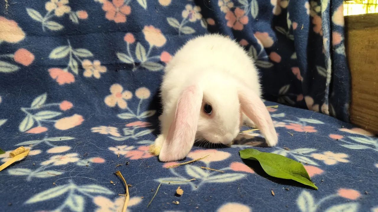 Coelhos mini lop 
