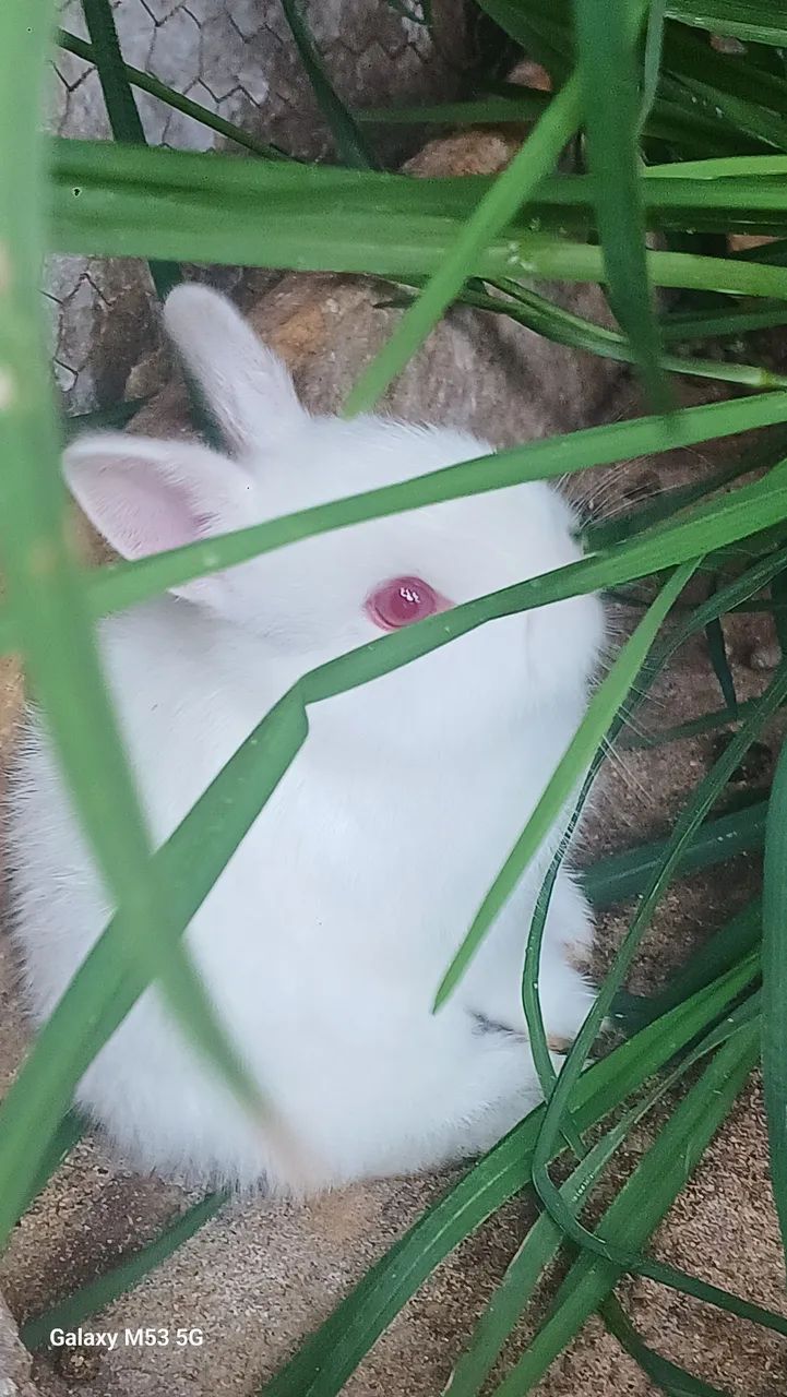 mini coelhos - Foto 2