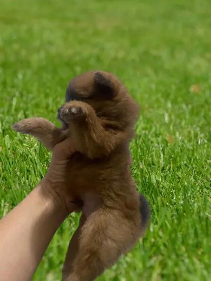 Spitz alemão Lulu da Pomerânia com shitzu  - Foto 2