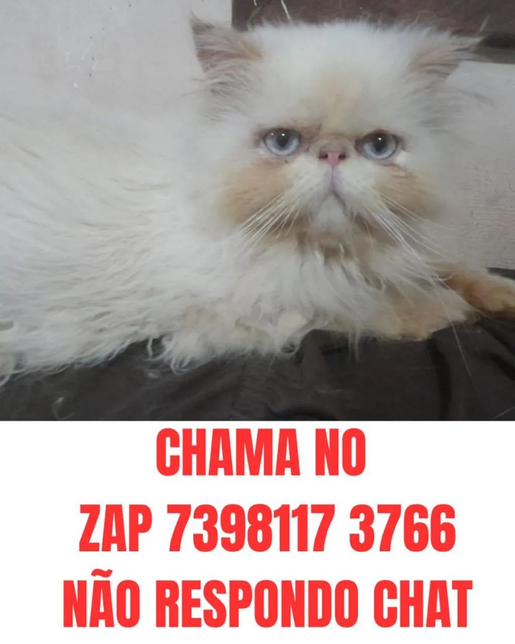 Gato femeas ( VENDO) 