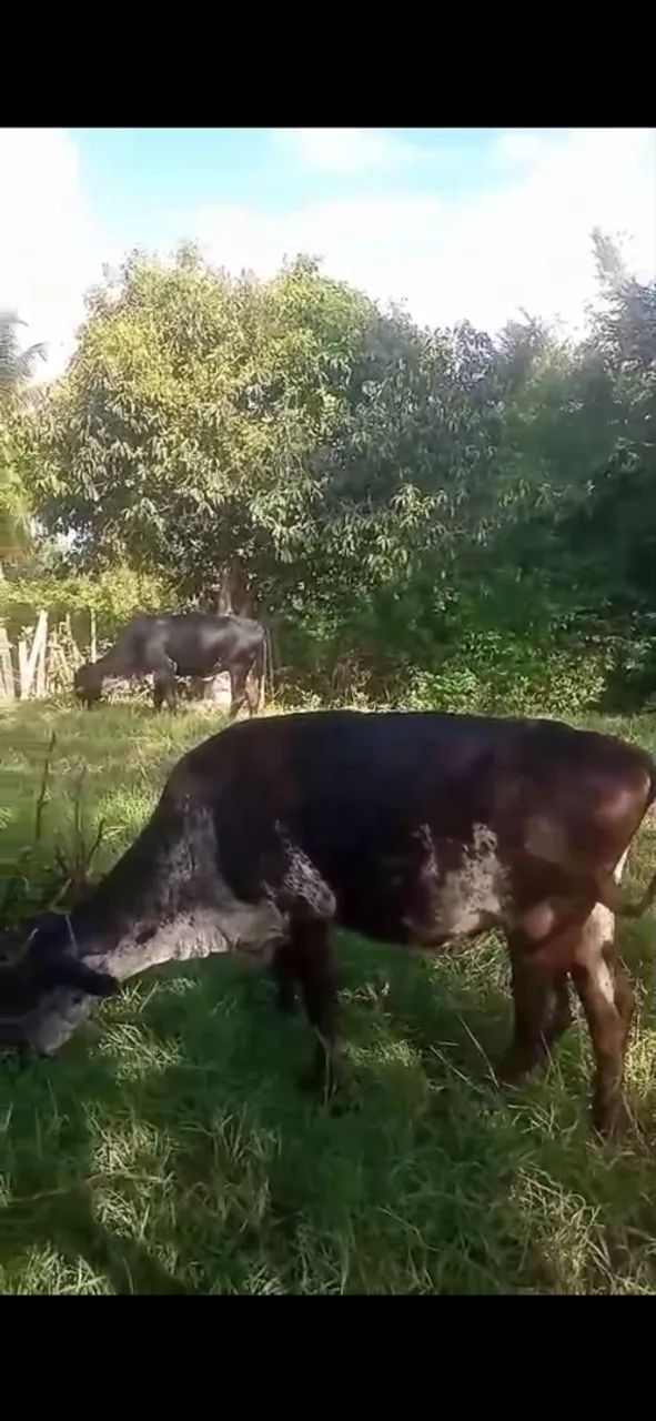 Vendo vacas 