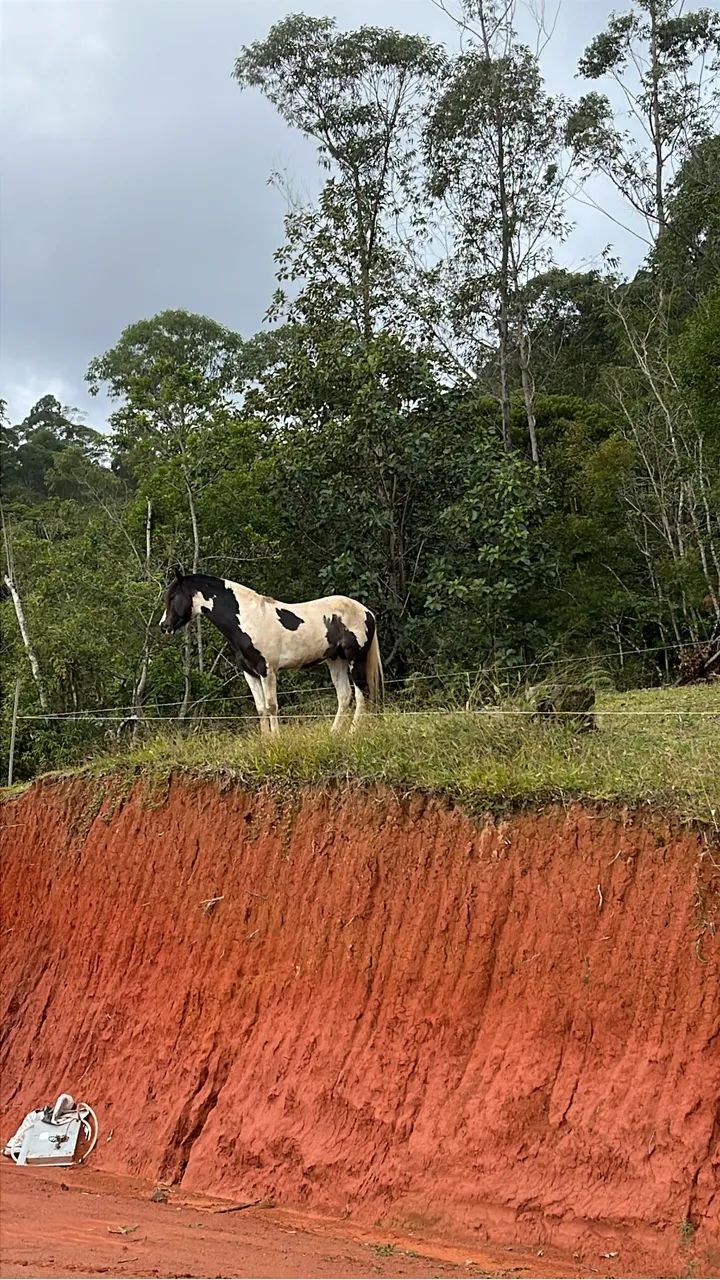 Cavalo - Foto 2