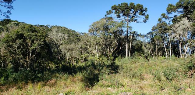 Sitio em Urubici/chácara em Urubici/Terreno em Urubici - Foto 6