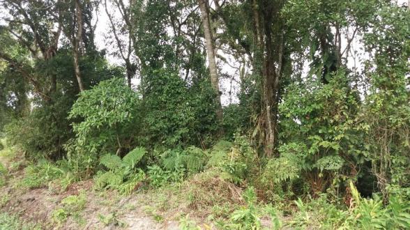 Terreno à venda em itapoá medindo 12 x 30, total 360 m² por r$ 60.000 - farol do itapoá ii