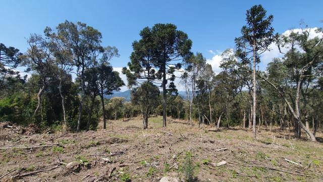 Sitio em Urubici / chácara em Urubici /próximo a Rio Rufino - Foto 8