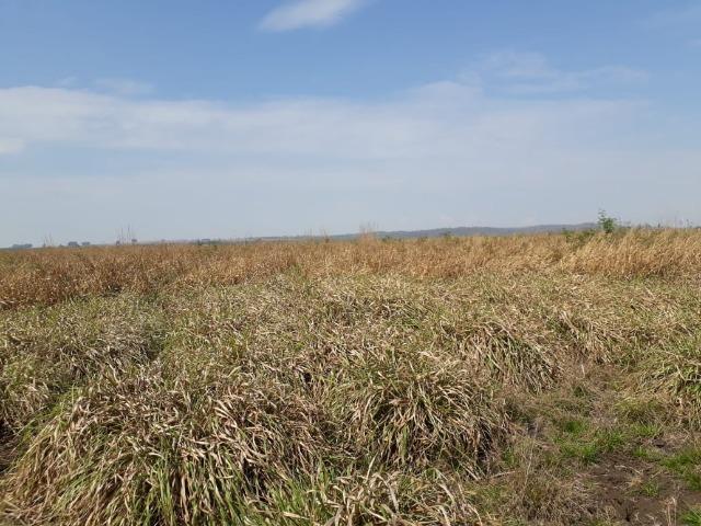 Fazenda 1000 Hectares para Lavoura em Bonito - Foto 5