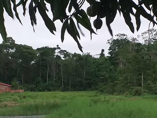 Terreno 35×150 kM06 R:SANTA HELEA B:AMAPÁ - Foto 3