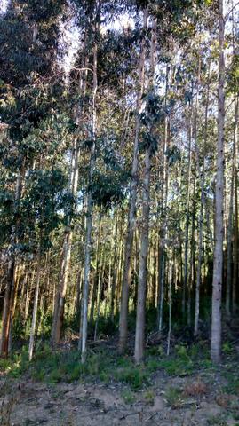 Chácara com 92.000m2 - Foto 8