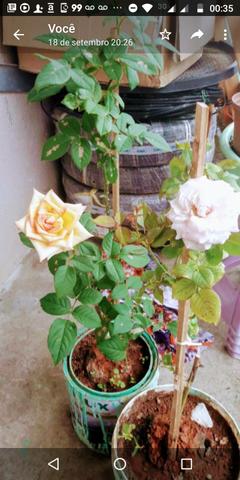 Lindas rosas Paulista para o seu jardim , para vasos ou chão - Foto 4