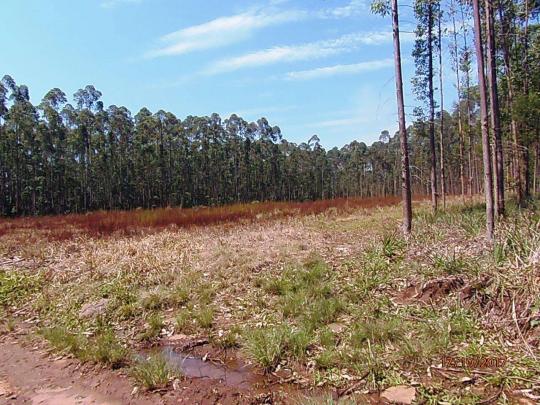 Chácara c/5,1 ha, Bom Jardim - Montenegro - 36 - Foto 12