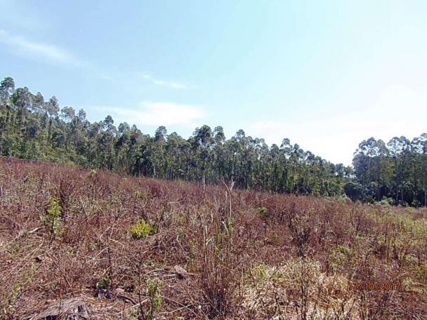 Chácara c/5,1 ha, Bom Jardim - Montenegro - 36 - Foto 15