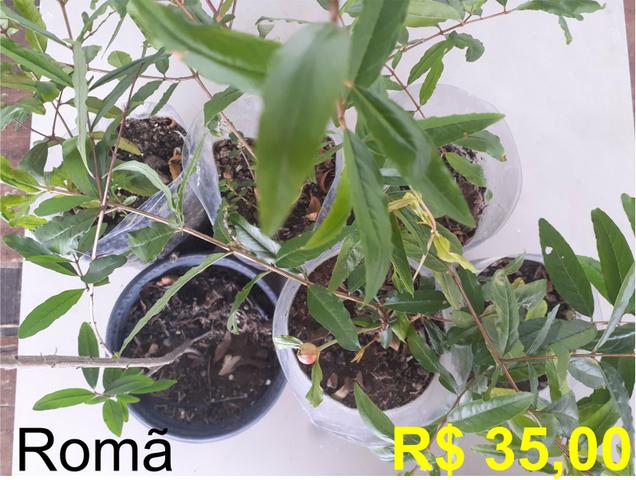 Mudas - Foto 5
