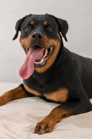 Rottweiler
