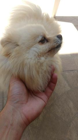 Macho Branco Lulu da Pomerânia Cruzar
