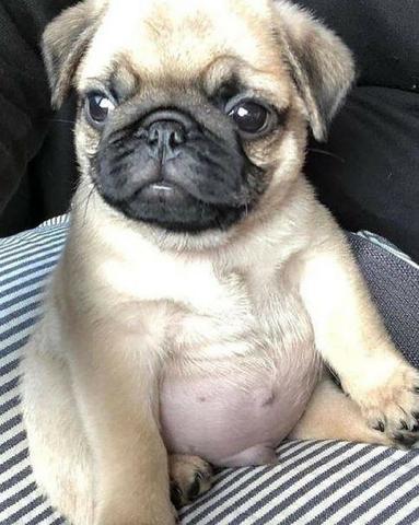 Pug super lindos filhotes ! - Foto 2
