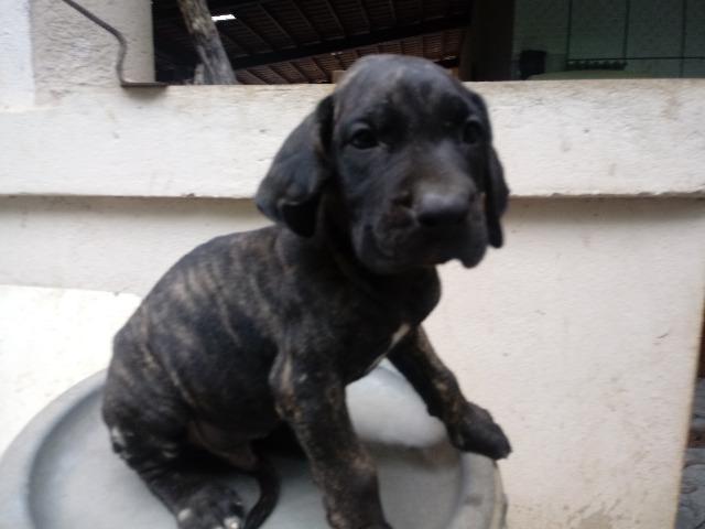 Fila Brasileiro - Foto 6