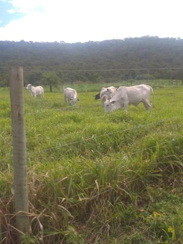 Chácara - Foto 10