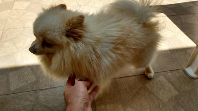 Macho Branco Lulu da Pomerânia Cruzar - Foto 2