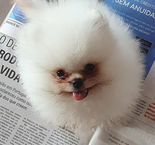 Lindo Macho de Spitz Alemão Anão