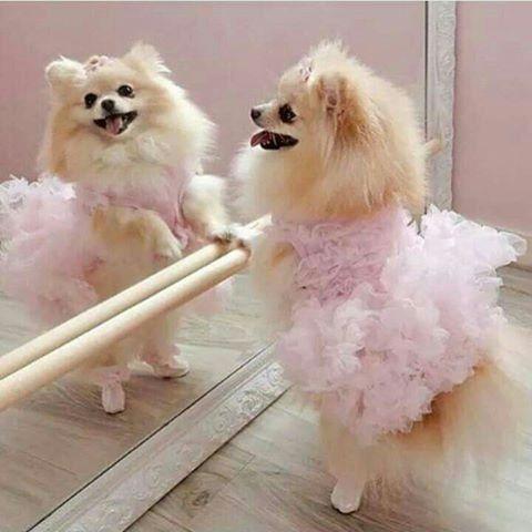 Spitz Alemão