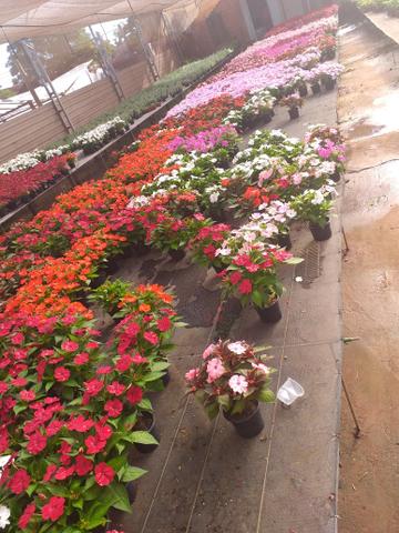 Mudas frutíferas,hortaliças e flores etc - Foto 5