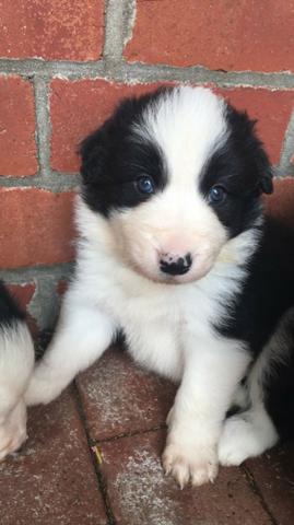 FIlhotes de Border Collie, macho e fêmea vacinados e vermifugados