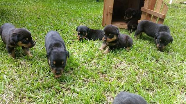 Rottweiler - Foto 3