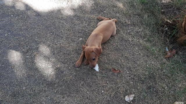 Filhotes de Pinscher - Foto 4
