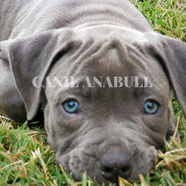 Filhotes de American Bully Blue Nose C Pedigree E AC Veterinário- Pitbull - Foto 3