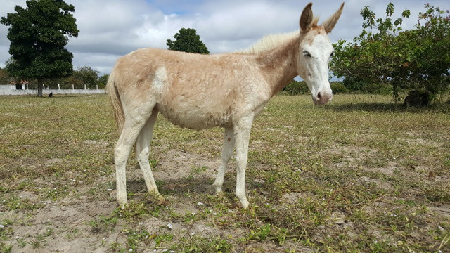 Poltra Burra mula com 6 meses de vida