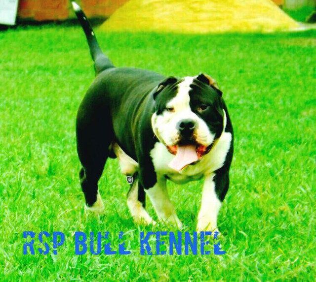 American Bully pronto para inseminação - Foto 5