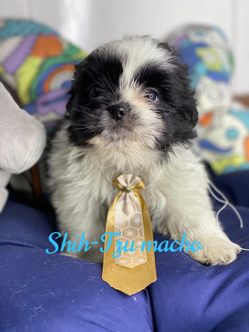 Pequeno companheiro - Foto 2