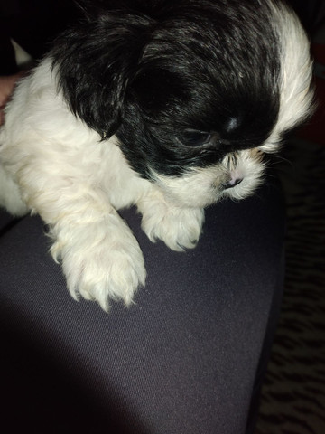Shihtzu