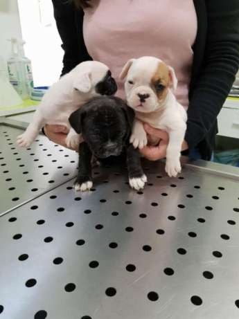 Bulldog Francês várias cores a pronta entrega, venha conhecer nossas lojas