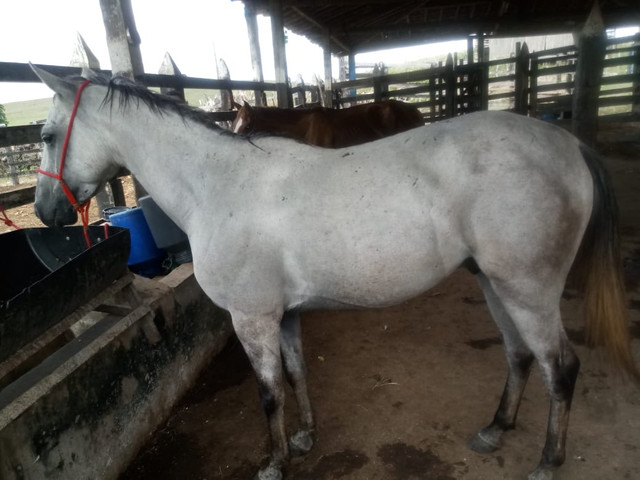 Cavalo (aceito cartão)