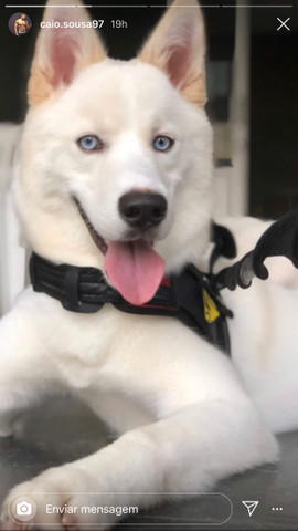 Husky macho para cobertura (cruzar) - Foto 3