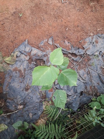Suinã (Erythrina verna) - Foto 6