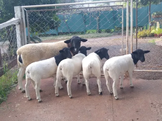 Carneiros , ovelhas e cabras leiteiras