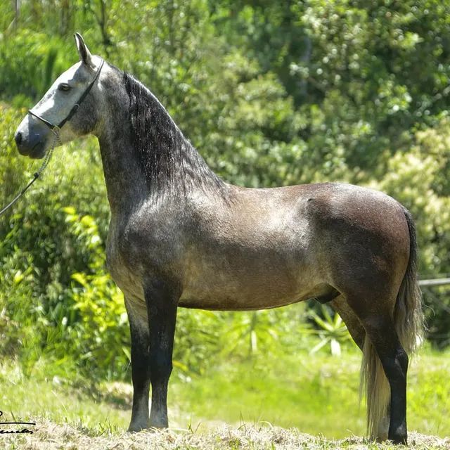 Cavalo de cela - Animais para agropecuária - Borda da Mata 1256806947