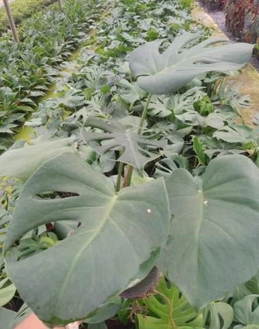 Plantas Ornamentais para Revenda    (Atacado e Varejo) - Foto 3