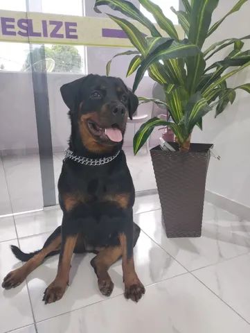 Rottweiler fêmea 1ano e 6meses - Foto 3