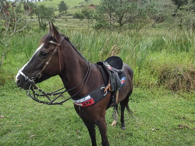 Cavalos - Santa Terezinha, São Paulo