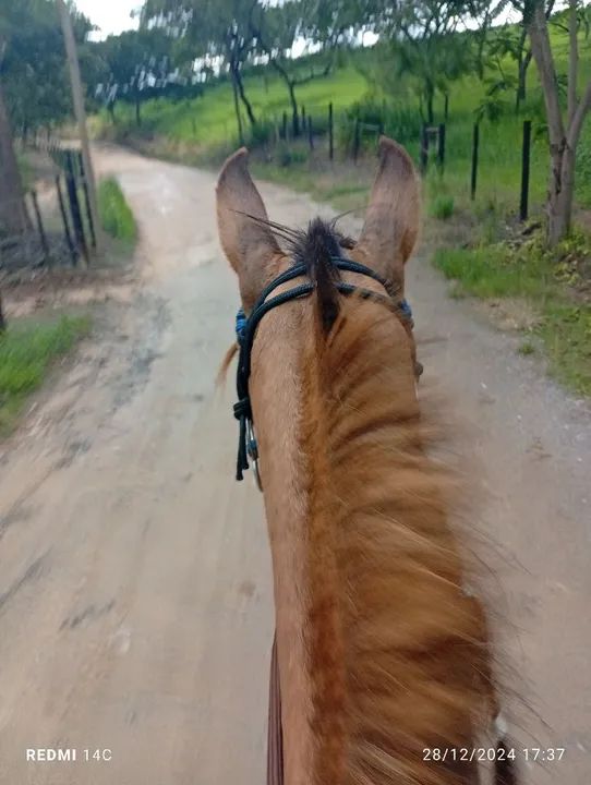 Cavalo mangalarga marchador 