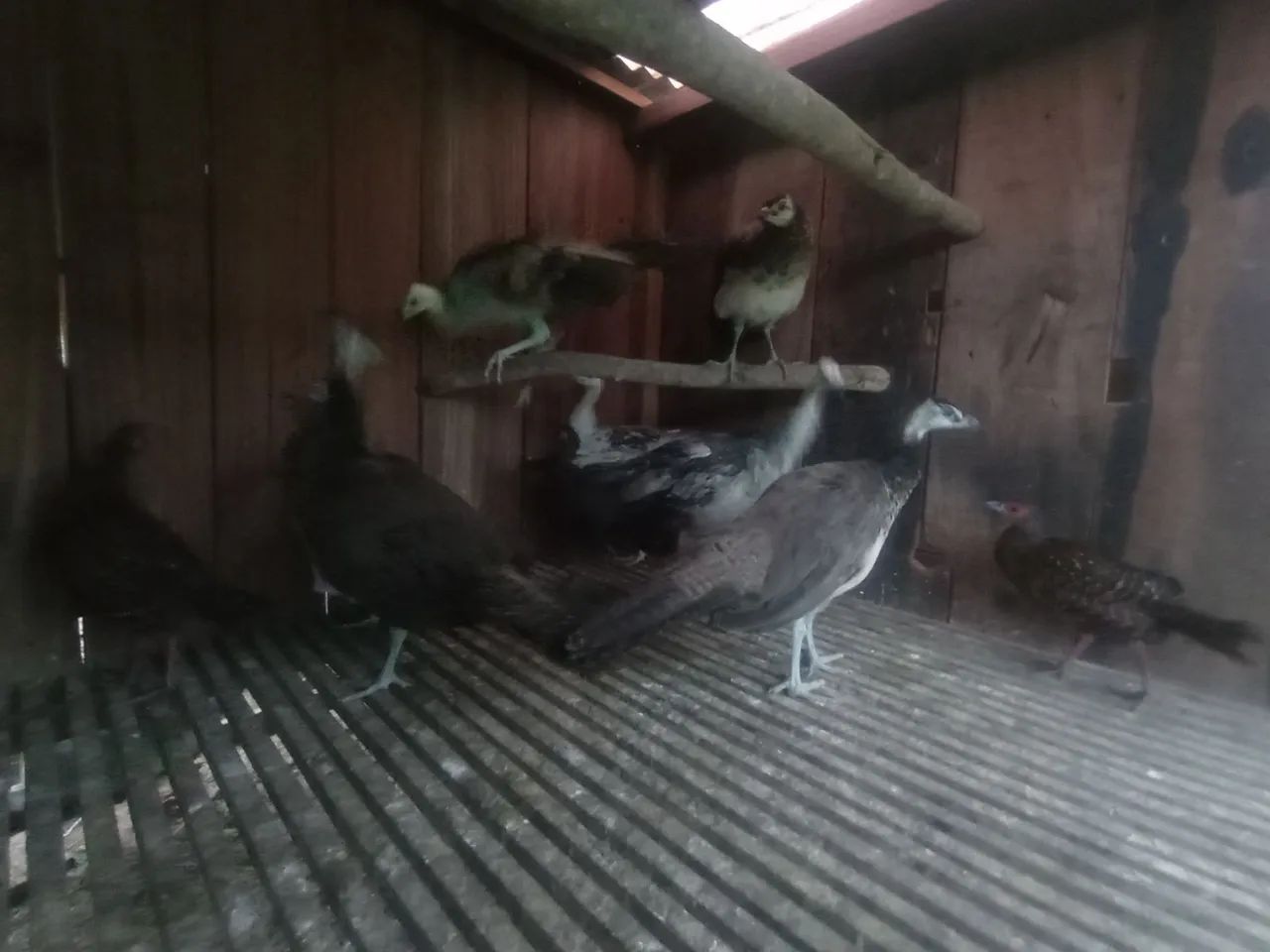 Lindos Pava Para Venda!