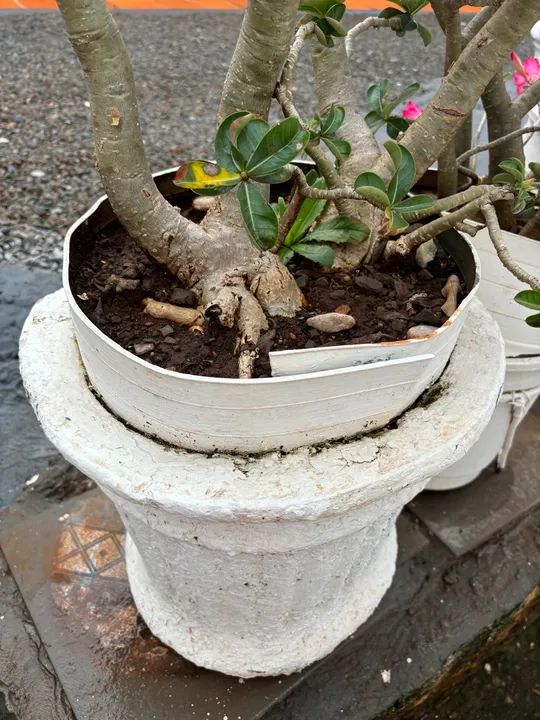 Vendo Rosas do Deserto  - Foto 5