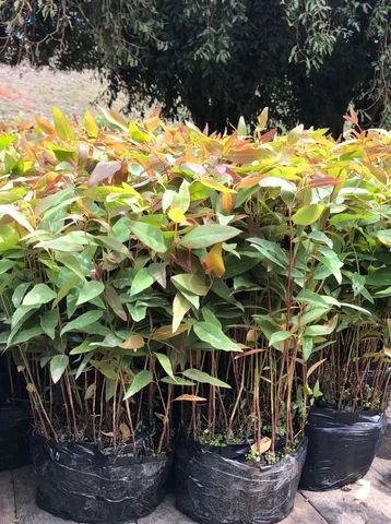 Mudas de eucalipto - Foto 4