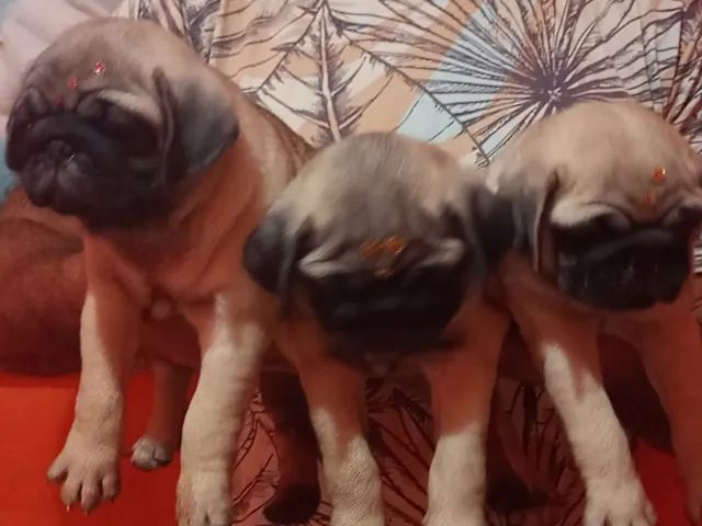 FOFAS FILHOTES DE PUG FÊMEA C/ PEDIGREE CBKC - Cachorros e acessórios ...