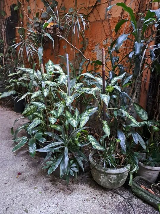 Plantas Tropicais & Ornamemtais - Foto 5
